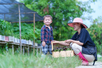 Mother and son toddler boy on organic vegetable farm in summer.Mother with kid Harvesting Organic vegetable Cabbage and purple cabbage carrot on farm at home.Home school kid learning how to vegetable