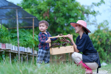 Mother and son toddler boy on organic vegetable farm in summer.Mother with kid Harvesting Organic vegetable Cabbage and purple cabbage carrot on farm at home.Home school kid learning how to vegetable