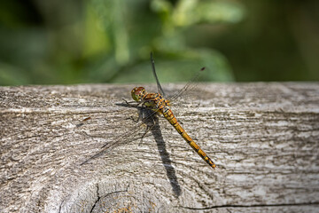 common darter dragonfly resting on wooden rail 