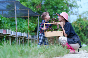 Mother and son toddler boy on organic vegetable farm in summer.Mother with kid Harvesting Organic vegetable Cabbage and purple cabbage carrot on farm at home.Home school kid learning how to vegetable