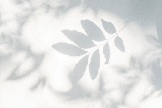 Shadow and sunshine of leaf reflection. Jungle leaves tree gray darkness shade and lighting on concrete wall wallpaper, shadows overlay effect, mockup design. Grey foliage artistic background