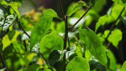 Obraz premium Looks beautiful trees in the garden