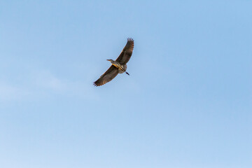 cormorant in flight with blue sky