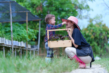 Mother and son toddler boy on organic vegetable farm in summer.Mother with kid Harvesting Organic vegetable Cabbage and purple cabbage carrot on farm at home.Home school kid learning how to vegetable