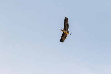 heron in flight with blue sky