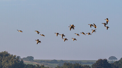 flock of birds in flight