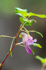 Rare Parrot flower a similar shape of parrot hanging on stem in deep forest