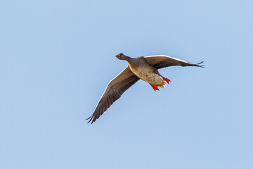 greylag goose in flight
