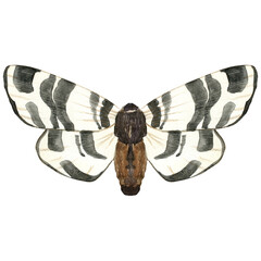 Watercolor illustration of black moth. Hand drawn flying insects. Single butterfly for packaging design, stationary card, label.