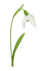 Snowdrop Realistic Illustration