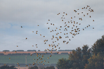 flock of birds in flight
