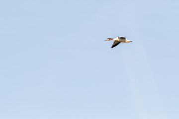 shoveler in flight with sky background