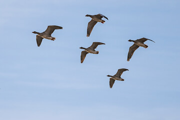 flock of geese flying