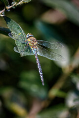 hawker dragonfly on a branch