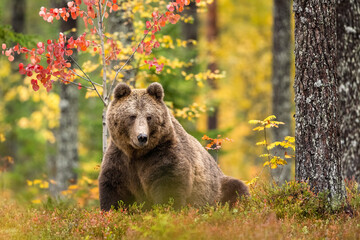 Brown bear in autumn scenery