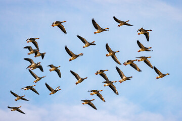 flock of geese with sky background
