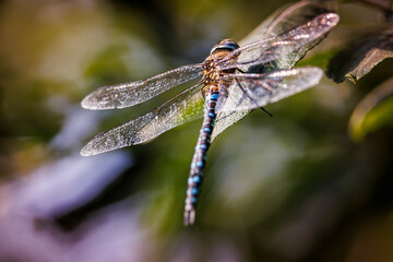 hawker dragonfly on a branch