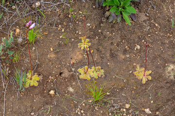 Carnivorous Plants: flowering Drosera pauciflora growing on a vertical wall near Paarl in the Western Cape of South Africa