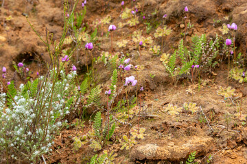 some flowering Drosera pauciflora growing on a vertical wall in sandy and loamy soil, taken near...