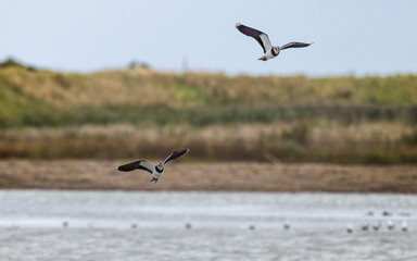 Fototapeta na wymiar two lapwings in flight over water