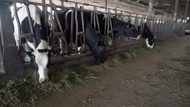 Dairy farm with milking cows eating hay in barn. Industrial modern breeding cattle