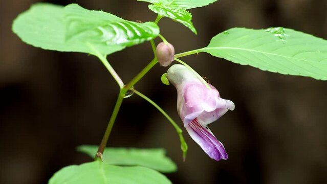 Rare Parrot flower a similar shape of parrot hanging on stem in deep forest