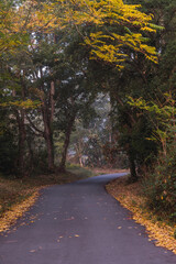 Autumn forest landscape with autumn leaf foggy day