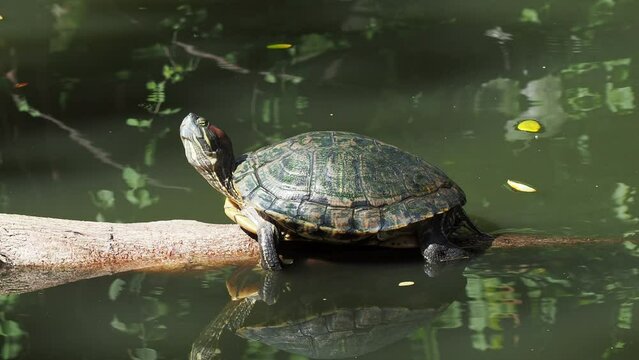 Pet turtle red-eared slider(Trachemys scripta elegans)