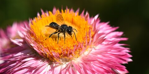 Abeille sur immortelle à bractée 1