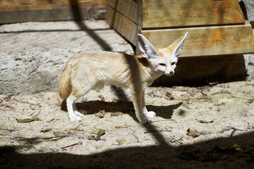 Photo of a small desert fennec in the zoo standing on all fours and looking to the side