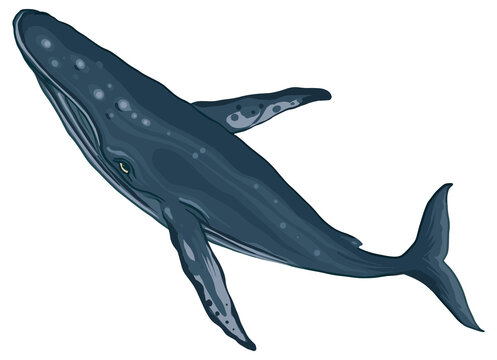 illustration Whales art.