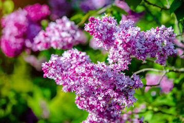 Pink lilac blooms in the Botanical garden
