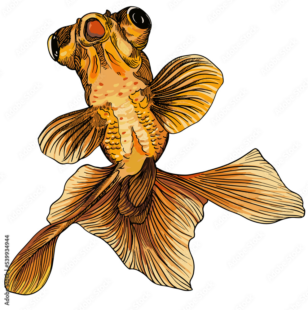 Poster Hand drawn illustration art of fancy Oranda fish.