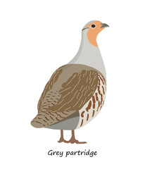 Grey partridge isolated on white background. Vector illustration