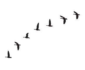 Greater white-fronted goose wedge in flight silhouettes
