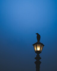 A crow atop a victorian style lamp-post, before the blueish sky at the backdrop, just after sun has set in Kolkata. 