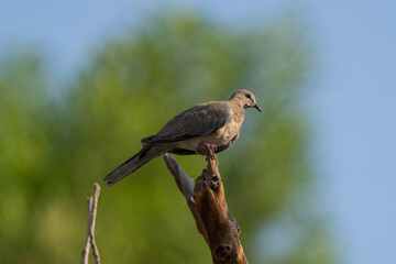 Laughing Dove, Spilopelia senegalensis, slight but common dove