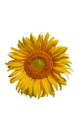 A blossoming sunflower flower on transparent background.
