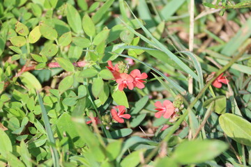 Cambodia. Indigofera is a large genus of over 750 species of flowering plants belonging to the pea family Fabaceae. 