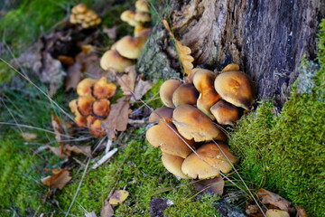 Mushrooms on the stump in the forest.