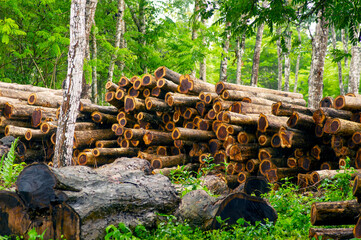 Stack of teak wood in the forest, in Gunung Kidul, Indonesia