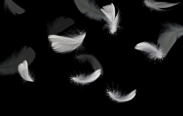 Abstract White Bird Feathers Floating in The Dark. Feathers on Black.	