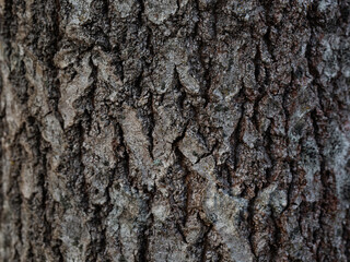 Natural texture of tree bark. Tree trunk close-up. Natural wood background with bark patterns.