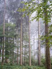 Nebel im Wald Nebelwald