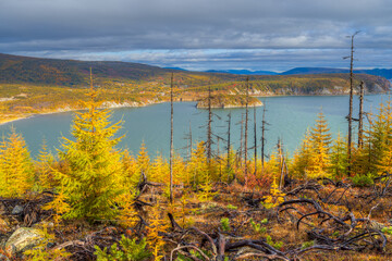 Beautiful autumn landscape. View from the hill to the sea bay. Larch trees with autumn yellow needles and old dry burnt trees. Coniferous forest in the mountains. Travels in the northern nature.