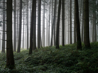Nebel im Wald Nebelwald