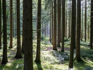 Wald im Sonnenlicht