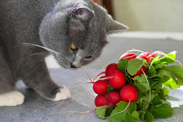 The cat sniffs the vegetables that are on the table 
