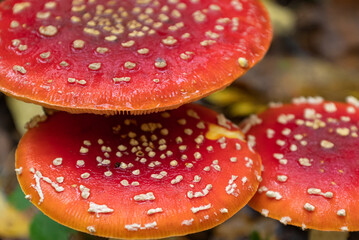 fly agaric poisonous mushroom red cap with white spots close up hatural background