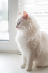 White fluffy cat sitting on windowsill